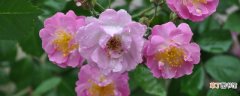 【养殖】盆栽蔷薇的养殖方法和注意事项