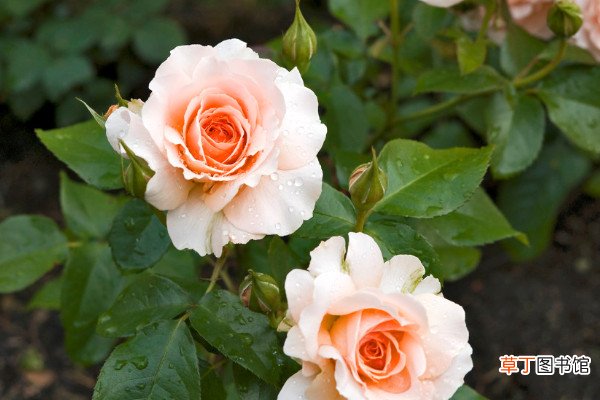 【养殖】盆栽蔷薇的养殖方法和注意事项