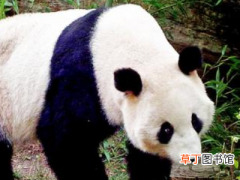 大熊猫的外形特征、生长环境、生活习性