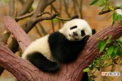 熊猫生活习性是什么?