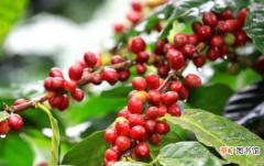 咖啡树什么地方种植最适宜生长