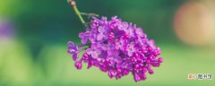 【兰花】紫罗兰花长出来的豆角有毒吗