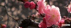 【花】梅花的花语是什么