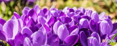 【春天】紫罗兰春天开花吗
