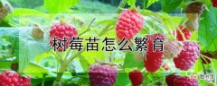 【树莓】树莓苗如何繁育