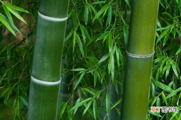【象征】竹节的寓意和象征