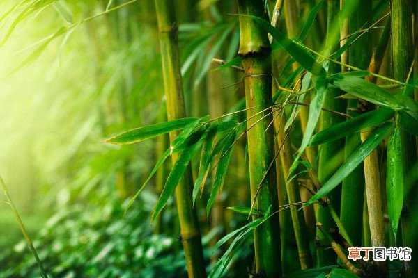 【象征】竹节的寓意和象征