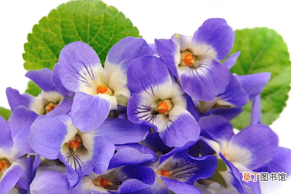 【兰花】紫罗兰花为什么象征贞洁