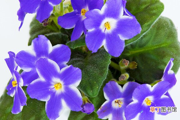 【兰花】紫罗兰花为什么象征贞洁