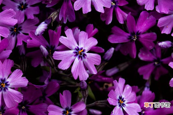 【兰花】紫罗兰花为什么插不活