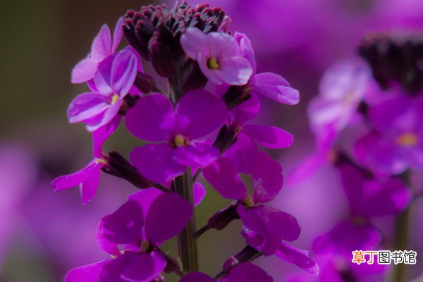 【不开花】紫罗兰为啥不开花