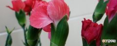 【花】康乃馨花苞干瘪的原因