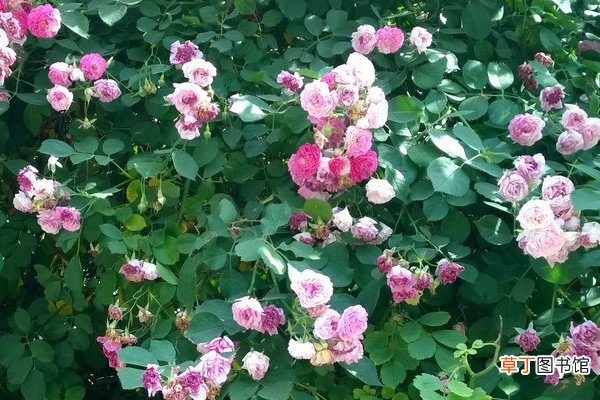 【花】蔷薇花能不能种在庭院