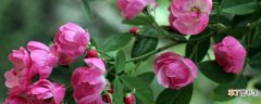 【好养】藤本月季和蔷薇哪个好养