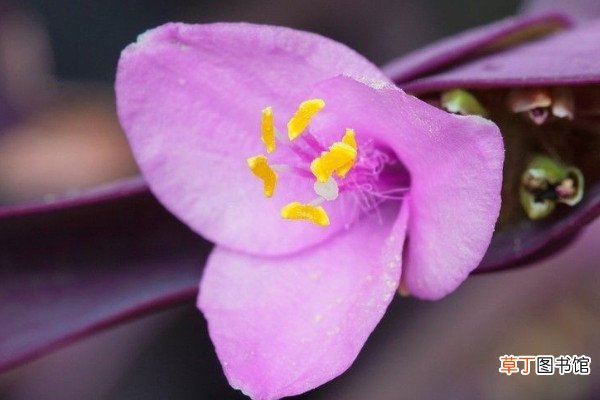 【兰花】紫罗兰花为什么叶子发绿