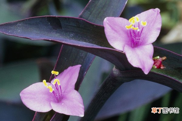 【兰花】紫罗兰花为什么叶子发绿