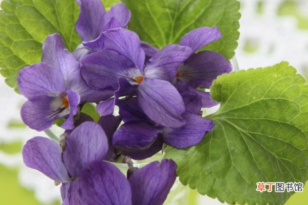 【兰花】紫罗兰花为什么光长叶不开花呢