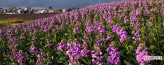 【兰花】紫罗兰花为什么早上开花