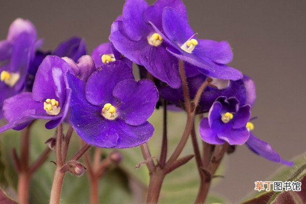 【兰花】紫罗兰花为什么早上开花