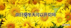 【冬天】向日葵冬天可以开花吗