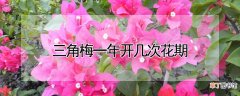 【花】三角梅一年开几次花期