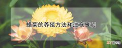 【养殖方法】蜡菊的养殖方法和注意事项