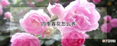 【花】四季春花怎么养
