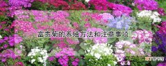 【养殖方法】富贵菊的养殖方法和注意事项