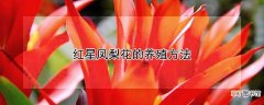 【凤梨花】红星凤梨花的养殖方法