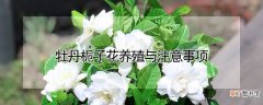 【栀子】牡丹栀子花养殖与注意事项