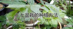 【盆栽】三七盆栽的种植方法