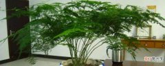 【养殖】文竹的养殖方法和修剪