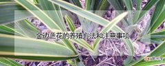 【花】金边兰花的养殖方法和注意事项