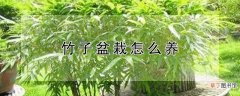 【盆栽】竹子盆栽怎么养