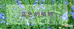 【植物】蓝色的植物