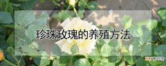 【养殖】珍珠玫瑰的养殖方法