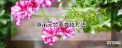 【养殖】垂吊天竺葵养殖方法