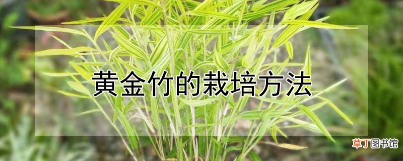 【栽培方法】黄金竹的栽培方法