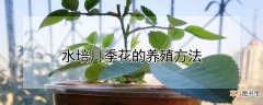 【月季】水培月季花的养殖方法