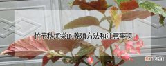 【海棠】竹节秋海棠的养殖方法和注意事项