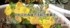 【花】荷包花的养殖方法和注意事项