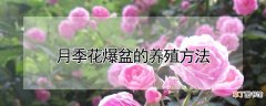 【月季花】月季花爆盆的养殖方法
