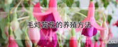 【花】毛灯笼花的养殖方法