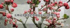 【海棠花】长寿冠海棠花的养殖方法和注意事项