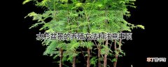 【养殖】水杉盆景的养殖方法和注意事项