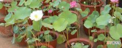 【花】盆荷花种植方法