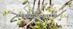 【盆栽】石斛盆栽的种植方法和注意事项