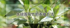【莲】水培莲花竹的养殖方法