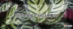 【养殖方法】竹竽的养殖方法和注意事项