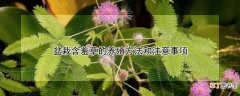 【含羞草】盆栽含羞草的养殖方法和注意事项